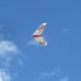 Flying Blade 800mm Wingspan EPP Flying Wing FPV Racing RC Airplane KIT White